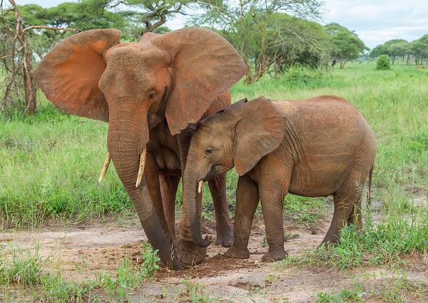 Africa-Tanzania-Tarangire National Park African elephant adult and baby